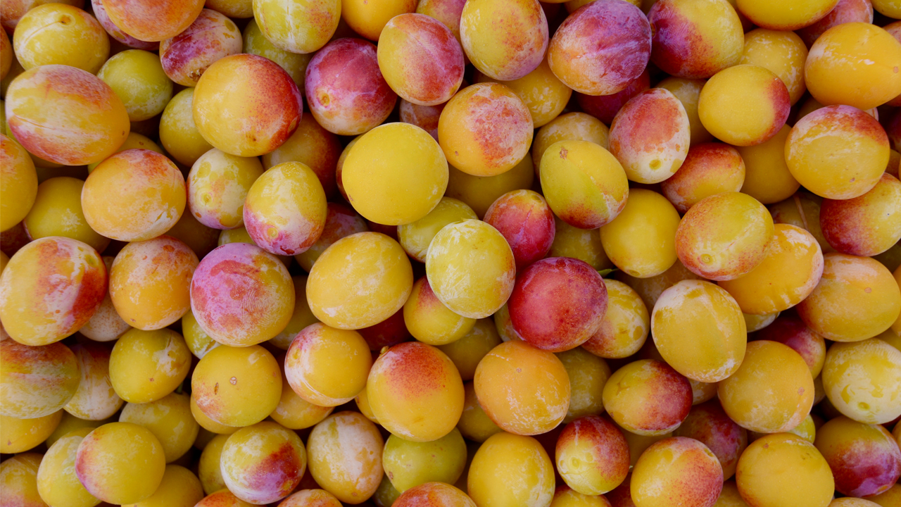 mirabelle plums